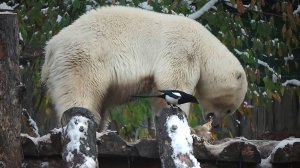 Одна сестренка ест мясо, а вторая предлагает поделиться, но ответа не поступило!