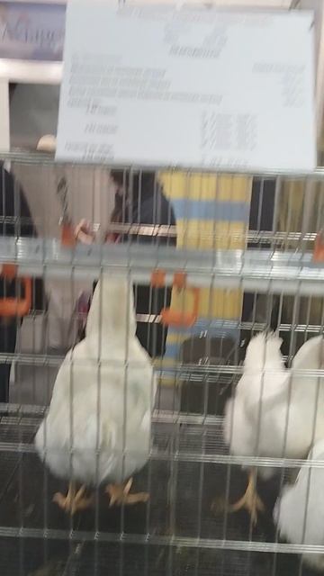 Российская агропромышленная выставка «Золотая осень». Сенсация павильона «Животноводство» (7)