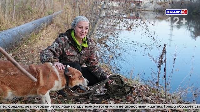 Приют Лохматых сердец пес Гриша