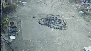 Коварная крыса обходит все капканы,собачки на страже. Один ноль в пользу крысы.