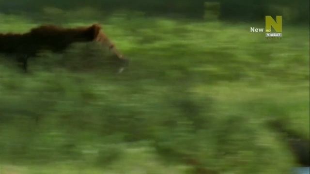 Нетронутые уголки дикой природы 10 серия «Йеллоустон» (документальный сериал, 2012)