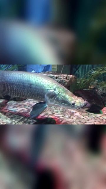 Океанариум на о. Пальма/Дубай (44)