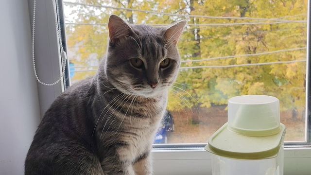09-10-2025 отдых у кота в деревне