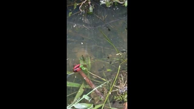 Танец головастиков — сделано в Clipchamp