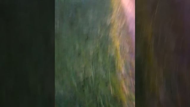 Гуляем с Черни 1