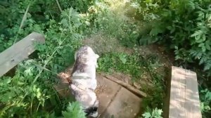 Прогулка к роднику с девчонками. Готовим простой ужин.