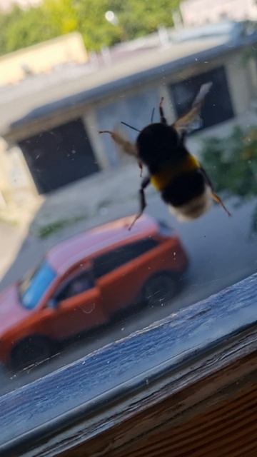 Шмель. смотреть онлайн