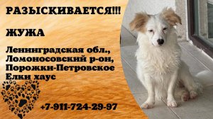 Пропала собака! ЖУЖА. Ленинградская обл, Ломоносовский р-он, Порожки-Петровского, Елки хаус