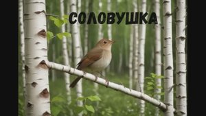 Соловушка 20251008