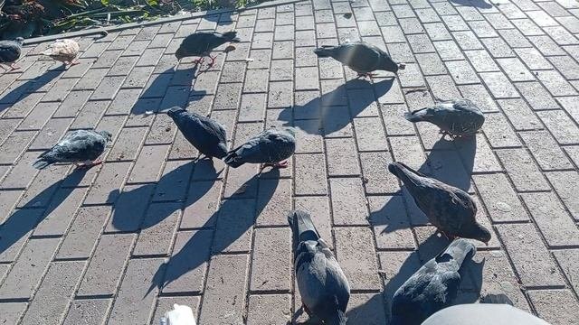 1000012152.mp4