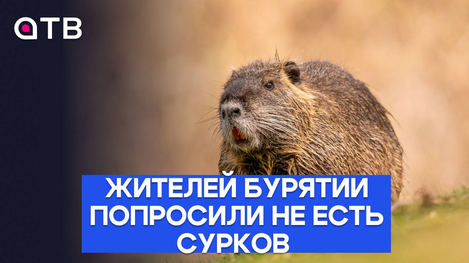 Жителей Бурятии попросили не есть сурков