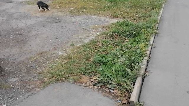 9.10.2025.Усадьба Парк Кино Ляхово. Парк Сибирских Кошек.Визитная карточка. Домодедово.Московская об
