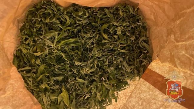 Полицейские из Красногорска задержали мужчину, который в квартире выращивал коноплю смотреть онлайн