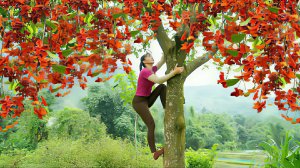 Сбор странного дикого фрукта, ланцелистная стеркулия. Продаею ее на сельском рынке.Жизнь во Вьетнаме