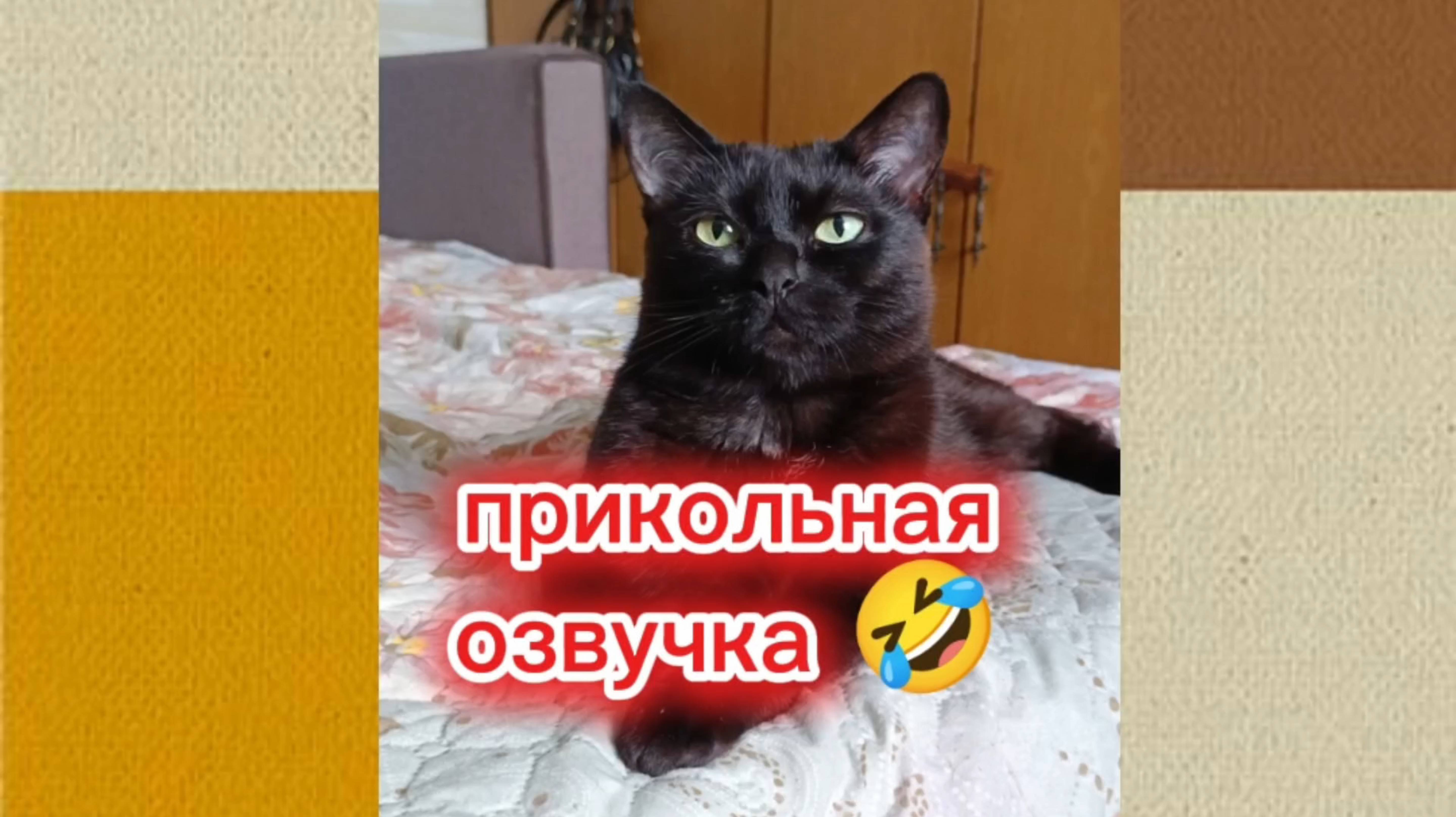 Кошки с озвучкой.
