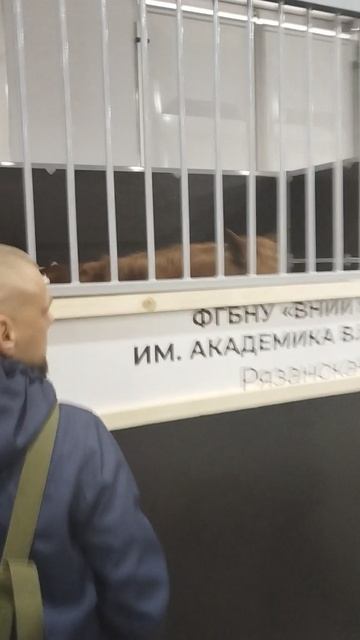 Российская агропромышленная выставка «Золотая осень». Сенсация павильона «Животноводство» (9)