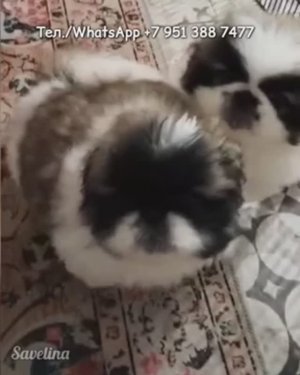 Питомник пекинесов "Савелина", мальчики свободны для брони