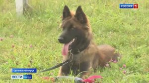 Дрессировка служебных собак кинологами ИК-5