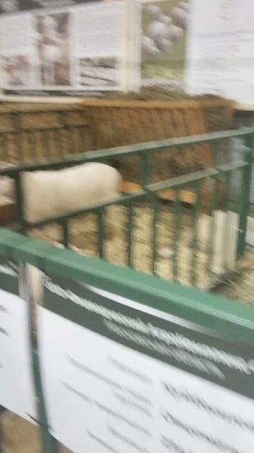 Российская агропромышленная выставка «Золотая осень». Сенсация павильона «Животноводство» (11)