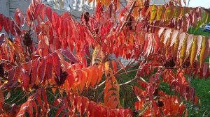 Осенняя красота сумаха, уксусного дерева в октябре