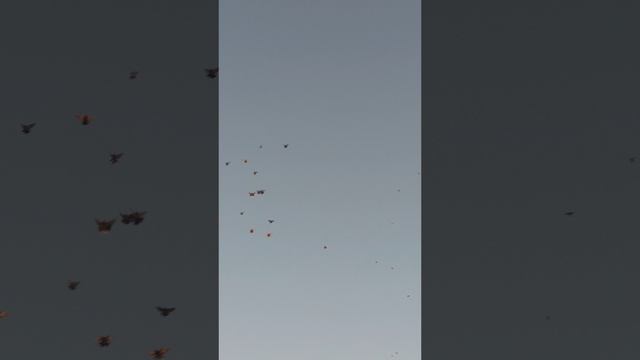09 10.2025 Голуби тренировка.