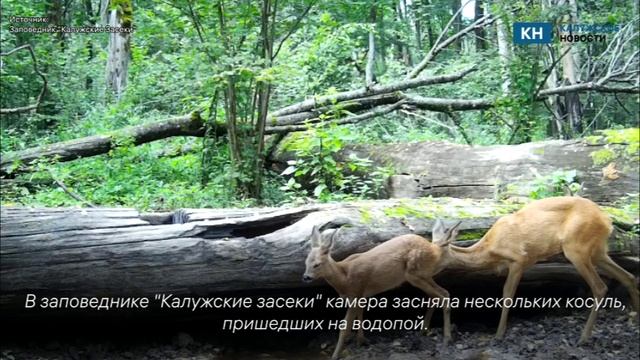 Изящные косули попали на камеры калужского заповедника