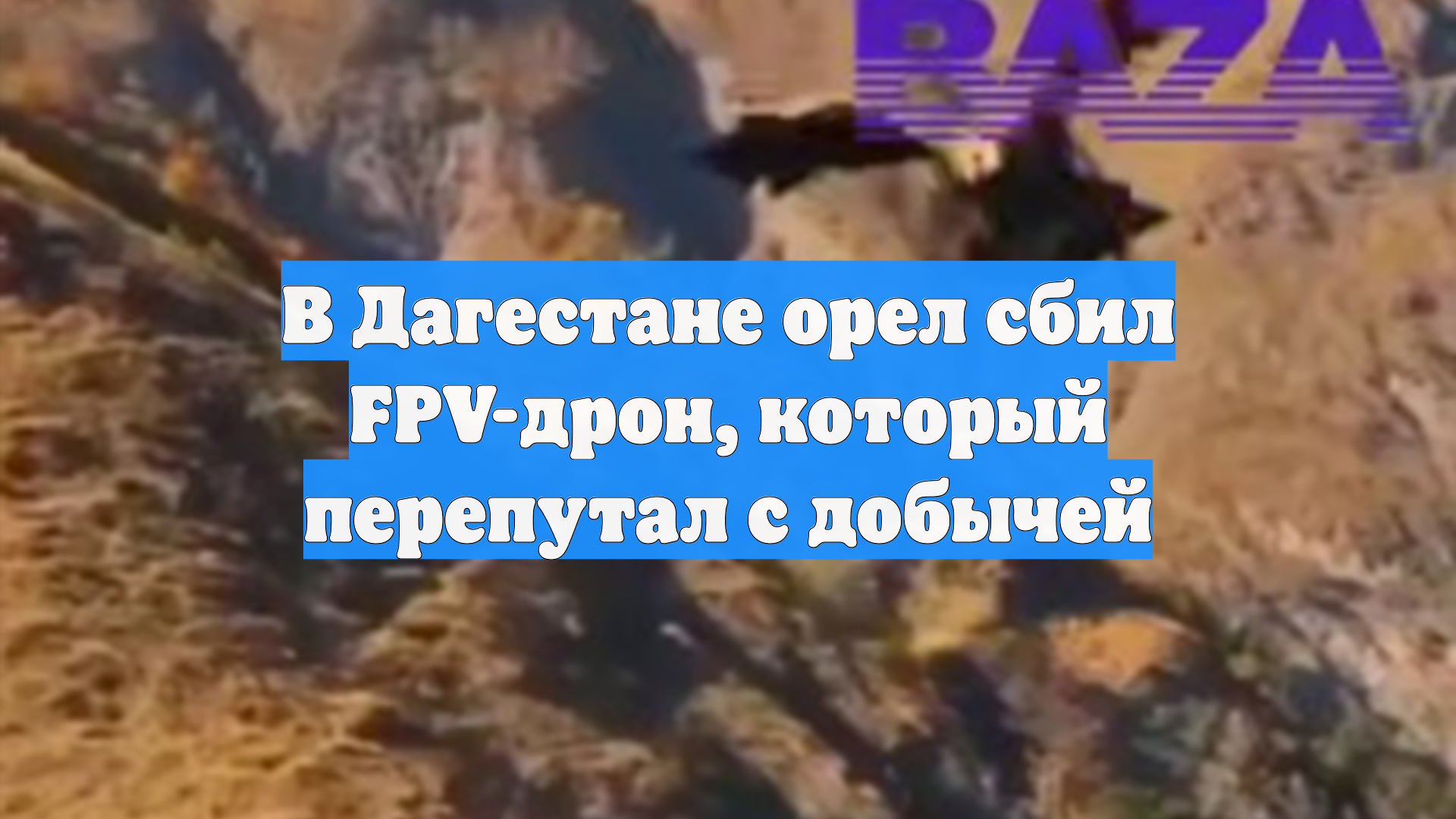 В Дагестане орел сбил FPV-дрон, который перепутал с добычей