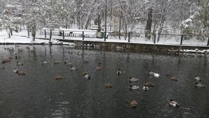 Лебединое озеро (09.10.2025 г)