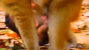 У пожилой макаки с большим животом невероятный, изумительный малыш    1000037285.mp4