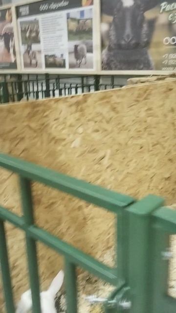 Российская агропромышленная выставка «Золотая осень». Сенсация павильона «Животноводство» (12)