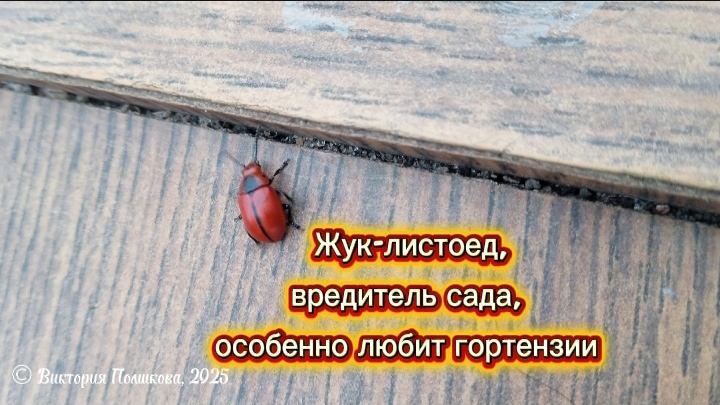 Жук -листоед, опасный вредитель гортензий