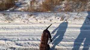 Перезалив. Охота с курцхааром на фазана.