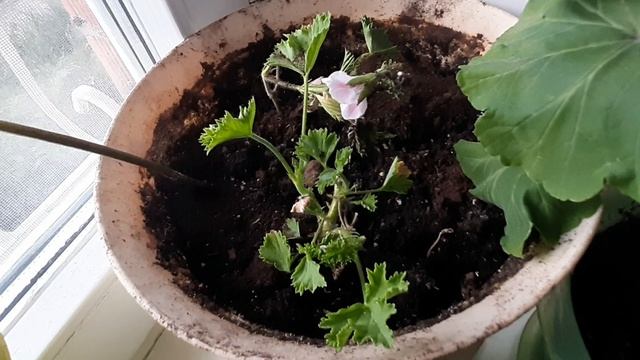 Черенкуем цветы для будущего года.