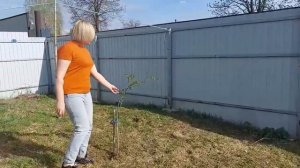 Готовим вкусные крылышки! Сажаем цветы!