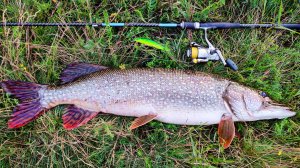 Открылся по хищнику и сразу трофей! Крупная щука на воблер. Береговая рыбалка на спиннинг на р. Ока.