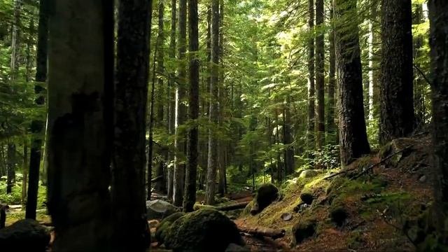 звуки природы для сна в зеленом лесу