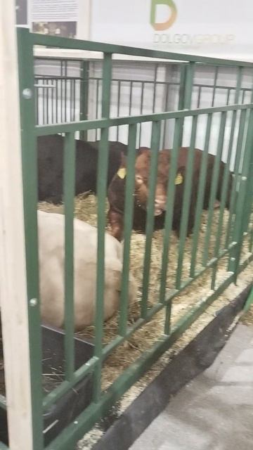 Российская агропромышленная выставка «Золотая осень». Сенсация павильона «Животноводство» (14)