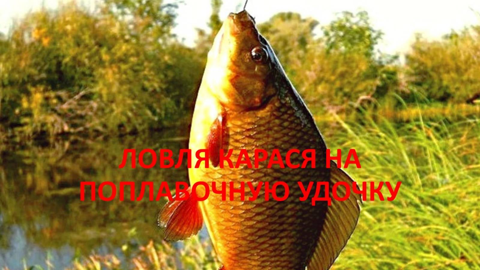 Ловля карася на поплавочную удочку.