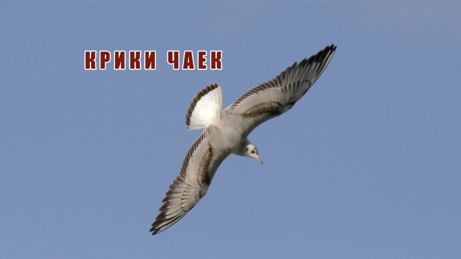 Голоса птиц. Крик чайки. Звуки природы. Шум озерных чаек. Наблюдаем за чайками в природе.