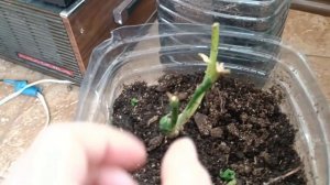 КУПИЛА ТУИ. Пеку пирог с ежевикой.. Посоветуйте, как ухаживать за гортензией🙏🙏🙂