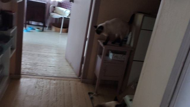 Тайские котята украли пледик и уже его погрызли