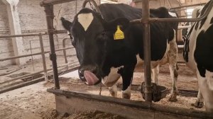 video_2025-10-09_13-56-56