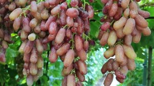 БАНАНЧИК КРАСНЫЙ!!!🍇🍇🍇 НОВИНКА 2025!!! Telegram, WhatsApp и Vlber+79528500417. Тел. +79054033245.