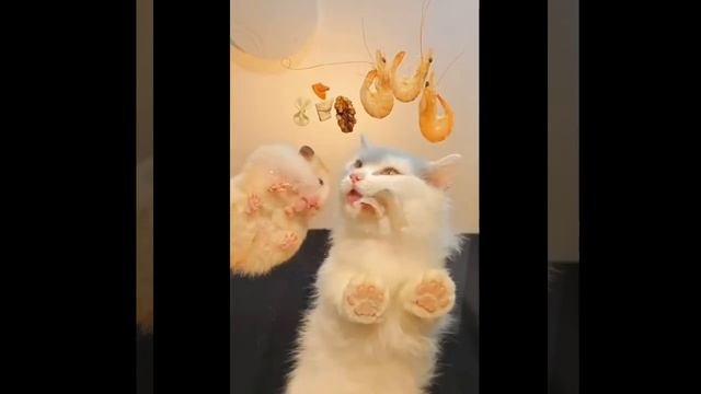 Видео от МЯУтаверс – как метавселенная, но с котами