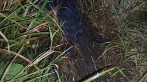 Тестирование приманок на бобра 2