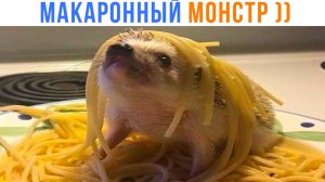 МАКАРОННЫЙ ЁЖ! ))) Приколы | Мемозг 1671