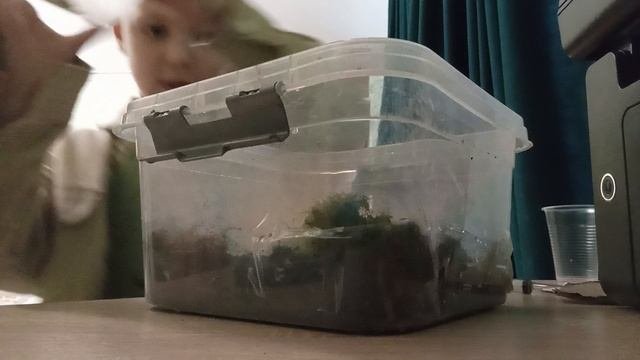 я делаю террариум для лягушки