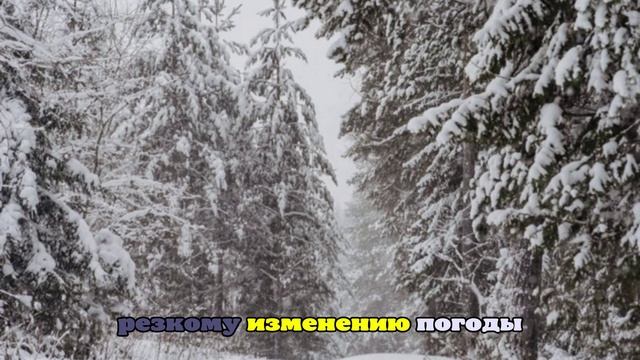 «ЛизаАлерт»: снег мешает найти следы пропавшей под Красноярском семьи
