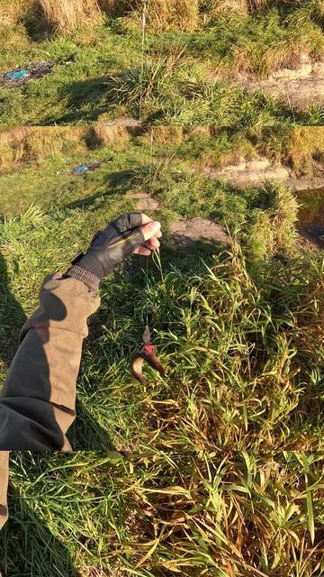 Под самым берегом взяла...она 😮 #рыбалканаречке #ловлящукиосенью #щукаподберегом