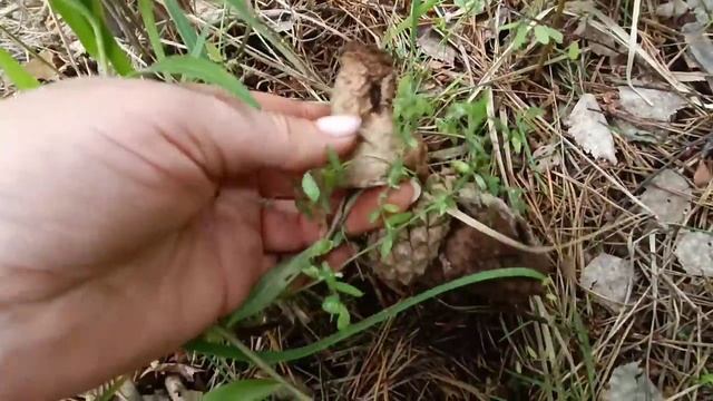 Собрали и приготовили грибы на ужин. смотреть онлайн